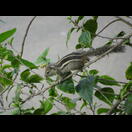 Streifenhörnchen vor unserer Terrasse